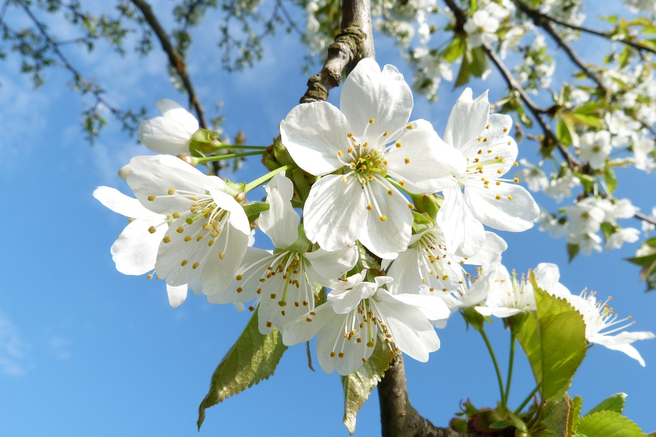 blossoms