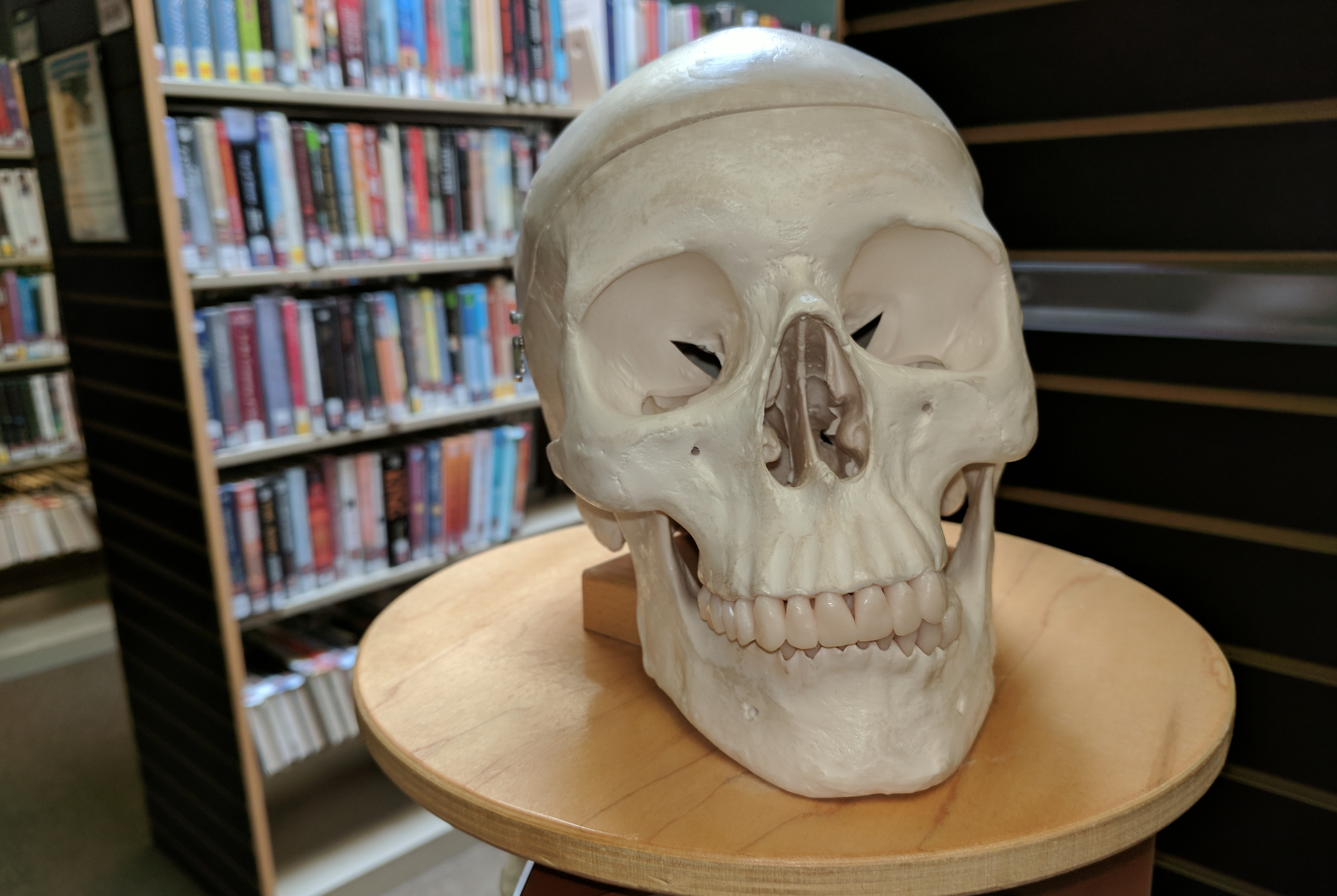 Skull model - Discover Health exhibit