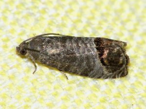 A photo of the Codling Moth