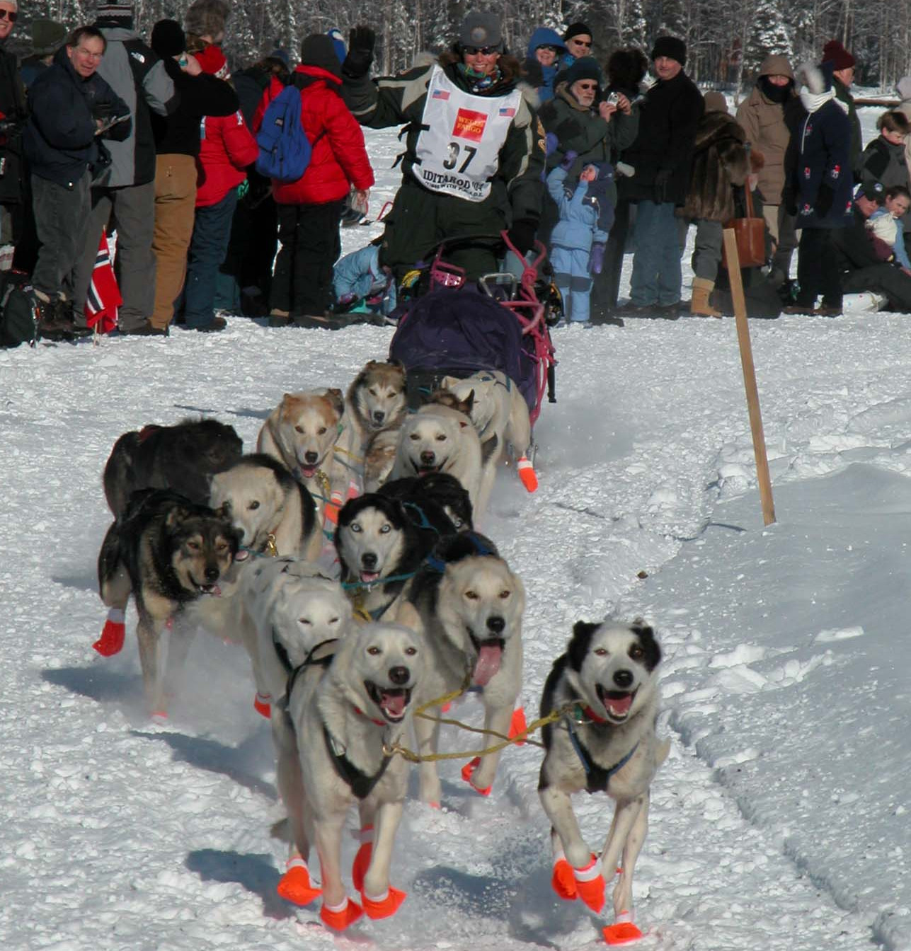 Iditarod racer and dog team