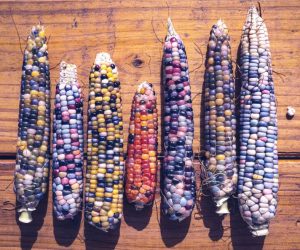 colorful corn