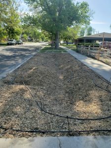 Photo of the Discovery Garden's bioswale