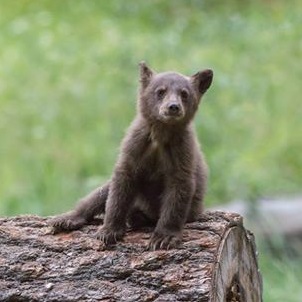 Local History Thursday When Bear Cubs Lived In A Brothel And A Mortuary Mesa County Libraries