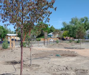 Young trees freshly planted in soil of the Discovery Garden