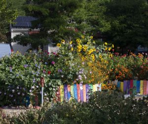 Flowers in the Discovery Garden