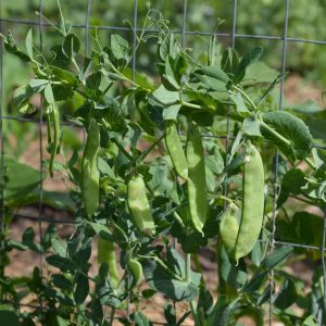A cluster of pea pods hangs from a pea vine on a wire trellis