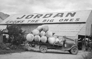 Photo I.D. - A postcard depicting a man driving an "orchard hoopie" truck with a pile of peaches on the bed. The peaches are composited over the original photo, making them as large as the man driving the truck. Text on the building in the background reads: "JORDAN GROWS THE BIG ONES."