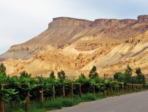Photo of Mount Garfield and the Book Cliffs above a vineyard in Palisade.