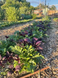 different varieties of lettuce grow in a row