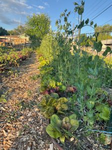 peas grow on a trellis