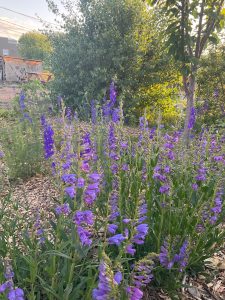 purple penstemon
