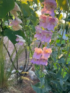 pink penstemon