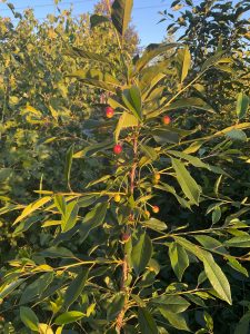 goji berries